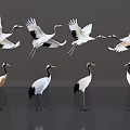 Red-crowned Cranes Flying And Standing With White Black Plumage And Red Crown