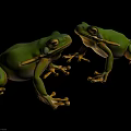 Vibrant Green Frogs Detailed Design With Natural Color And Lifelike Features