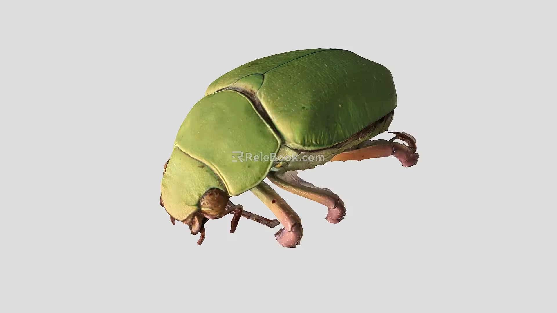 beetle worm insect grasshopper pest 3d model