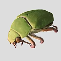 beetle worm insect grasshopper pest 3d model