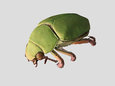 Vibrant Green Reptile Lizard Showcasing Smooth Scales And Natural Color Patterns 3d model Vibrant Green Reptile Lizard Showcasing Smooth Scales And Natural Color Patterns 3d model