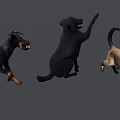Energetic Black Dogs And Cat Playing Jumping On Gray Background