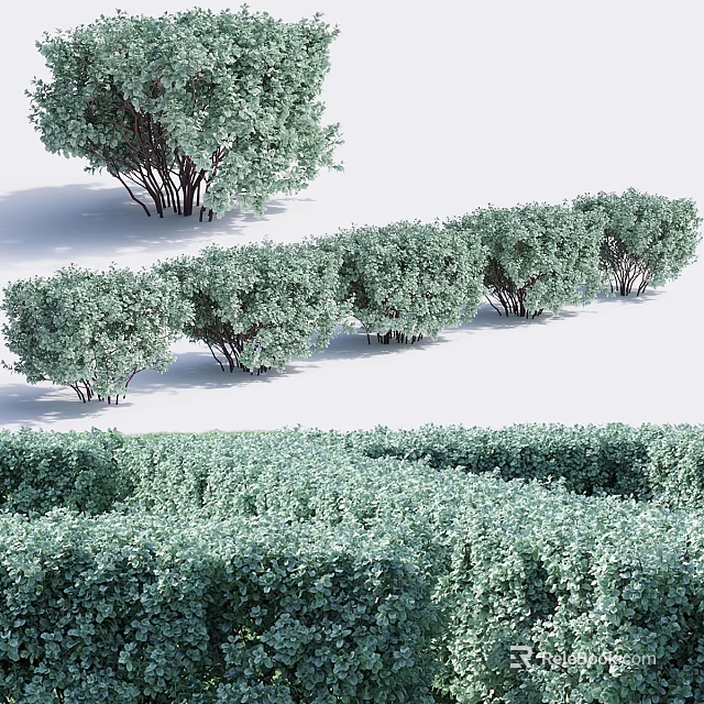 Different Types of Garden Shrubs Arranged as Hedges and Individual Plants 3d model 