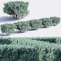 Different Types of Garden Shrubs Arranged as Hedges and Individual Plants