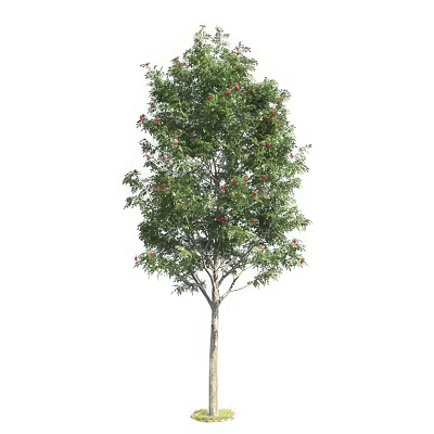 Tall Lush Arbor With Green Leaves And Red Flowers On White Background 3d model