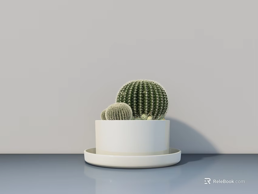 Three Cactus Potted Plants in White Pot with White Tray on Light Blue Tabletop 3d model 