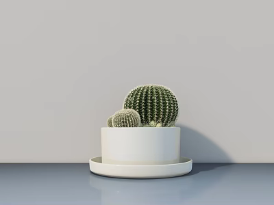 Three Cactus Potted Plants in White Pot with White Tray on Light Blue Tabletop 3d model