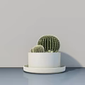 Three Cactus Potted Plants in White Pot with White Tray on Light Blue Tabletop