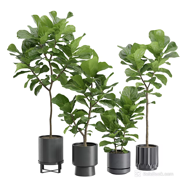 Lush Fiddle Leaf Fig Potted Plants with Green Leaves in Black Planters 3d model 