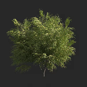 Shrubs 3d model
