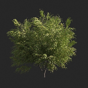 Shrubs 3d model