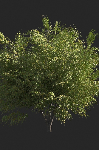 Shrubs 3d model