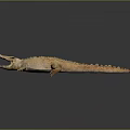 Realistic Crocodile With Open Mouth Detailed Skin Texture On Dark Background