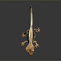 Lizard Anime Lizard Cartoon Lizard Reptile Cold Blooded Animal Reptile 3d model