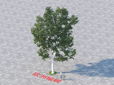 European Elm Tree With White Trunk Green Leaves On Paved Ground With Person Standing 3d model