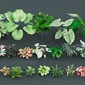 Various Types of Shrubs with Different Leaf Shapes and Colors for Garden Landscaping