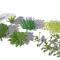 Different Ground Cover Plants For Garden Landscaping With Green Foliage And Flowers