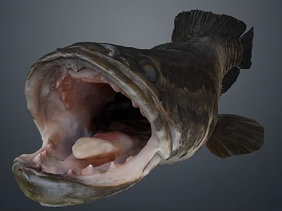 Close Up View Of Large Fish With Open Mouth And Sharp Teeth 3d model