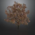 Autumn Tree With Vibrant Orange Yellow Leaves And Strong Trunk Against Dark Background
