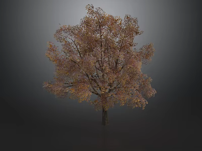 Autumn Tree With Vibrant Orange Yellow Leaves And Strong Trunk Against Dark Background 3d model