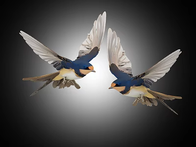 Two Flying Swallows With Blue Yellow White Feathers In Black Background Flight 3d model