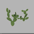 Realistic Green Cactus 3D Model With Multiple Flat Pads On White Background 3d model