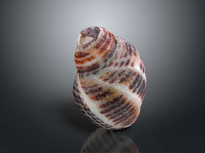Colorful Striped Conch with Intricate Spiral Shell Patterns on Dark Background 3d model