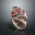 Colorful Striped Conch with Intricate Spiral Shell Patterns on Dark Background