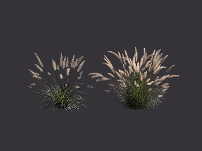 Ornamental Garden Shrubs With Feathery White Plumes And Lush Green Foliage 3d model