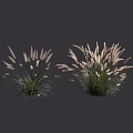 Ornamental Garden Shrubs With Feathery White Plumes And Lush Green Foliage
