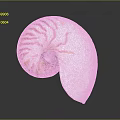 Nautilus Shell With Orange And White Striped Spiral On Gray Background