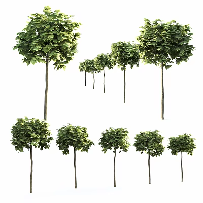 Tall Green Leafy Trees In Various Sizes With Straight Trunks And Lush Foliage 3d model
