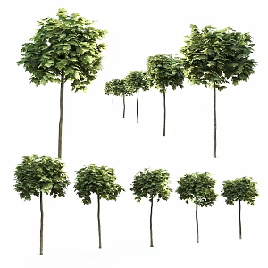 Maple Street Tree Bottom Tree Number of Trees Garden Trees Small Trees Landscape Trees Green Planting Trees Bird's Eye View Trees Tree Combination 3d model
