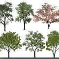 Diverse Arbor Trees With Green Red Foliage And Various Crown Shapes