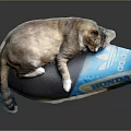 Cute Cat Sleeping On Blue Adidas Shoe Shaped Pillow With Florida