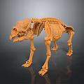 Orange Colored Animal Skeleton 3D Model With Detailed Bone Structure And Dark Background 3d model