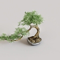 Pine bonsai green plant tree shrub flower pot evergreen tree 3d model