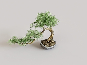 Pine bonsai green plant tree shrub flower pot evergreen tree 3d model