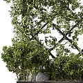 Lush Green Vines Growing On Decorative Metal Trellis With Surrounding Plants And Stones