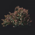 Dense Foliage Shrub With Green And Red Leaves For Garden Landscaping