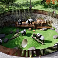 Scenic Panda Park Enclosure With Green Grass Bamboo Rocks And Wooden Fence