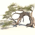 Unique Ancient Tree With Twisted Trunk And Lush Green Foliage 3d model