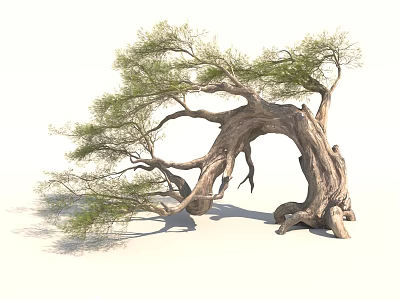 Unique Ancient Tree With Twisted Trunk And Lush Green Foliage 3d model