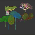 Lotus Plants With Pink Flowers And Green Leaves On Dark Background With Reflection