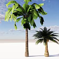 Tropical Banana and Palm Trees Under Blue Sky With White Clouds on Sandy Ground