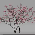 Elegant Cherry Blossom Tree With Pink Flowers And Person Silhouette Against Gray Sky