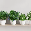 Potted Shrubs with Green Foliage and Blue Flowers in White Planters on Light Shelf