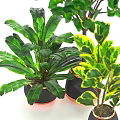 Various Green Leafy Potted Plants in Black Ceramic Pots for Home Decor