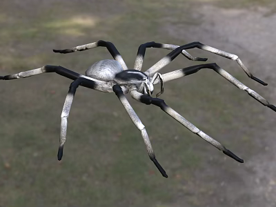 Silver Gray Reptile With Black And White Striped Legs In Outdoor Grass Environment 3d model