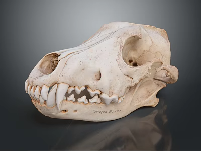 Detailed Close Up Animal Skull Skeleton With Jaw Teeth And Bone Structure 3d model